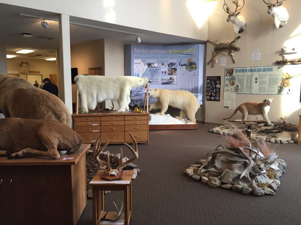 There are many displays Inside the North American Game Warden Museum