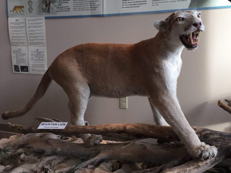 North American Game Warden Museum, Mountain Lion