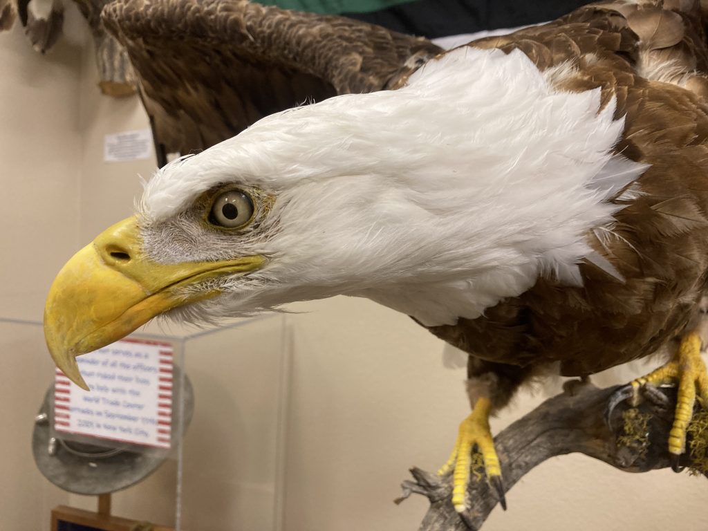 Bald Eagle at the North American Game Warden Museum