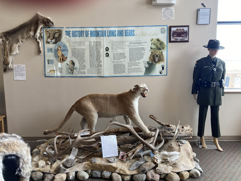 Cougar Display, North American Game Warden Museum 10939 Peace Garden Rd, Dunseith, ND